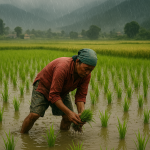 Nepal set for intense monsoon. Boost for crops, peril for people